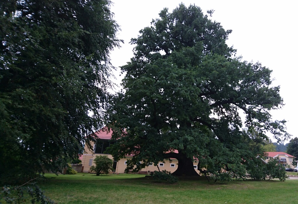 eiche2